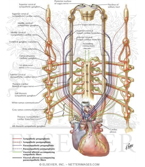 Vagus Nerve Anatomy. Innervation of Heart: Schema