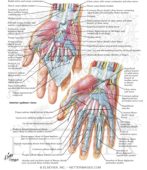 Palmar Deep Fascia
Wrist and Hand: Deeper Palmar Dissections
