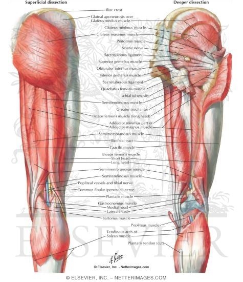 Muscles of Back of Hip and Thigh
Muscles of Hip and Thigh: Posterior Views 