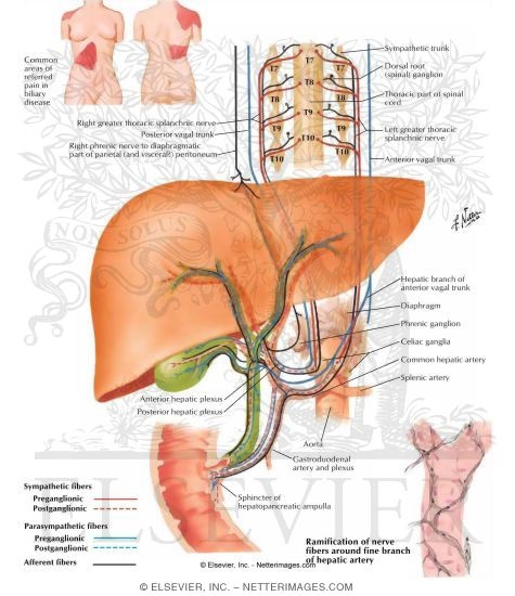 Innervation of Liver and Biliary Tract: Schema