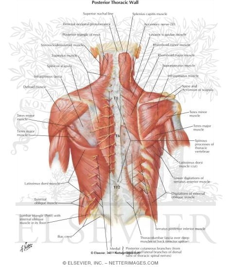 Posterior Thoracic Wall 
Dorsal Aspect of Thorax