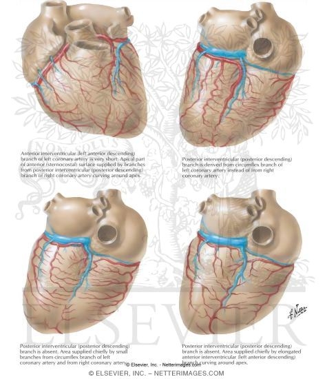Variations of the Coronary Arteries
Coronary Arteries and Cardiac Veins: Variations