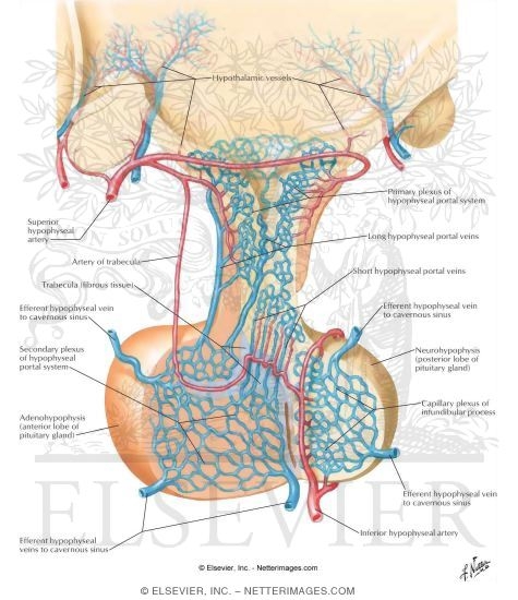 arteries and veins of neck. Arteries and veins of
