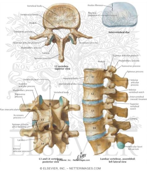 Lumbar Vertebrae and Intervertebral Disc
Spine: Osteology