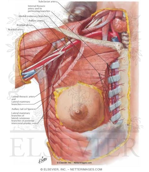 Arteries of Mammary Gland