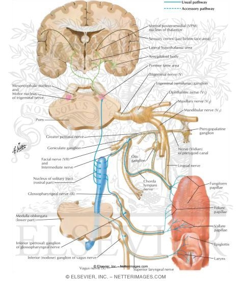 Taste Pathways: Schema