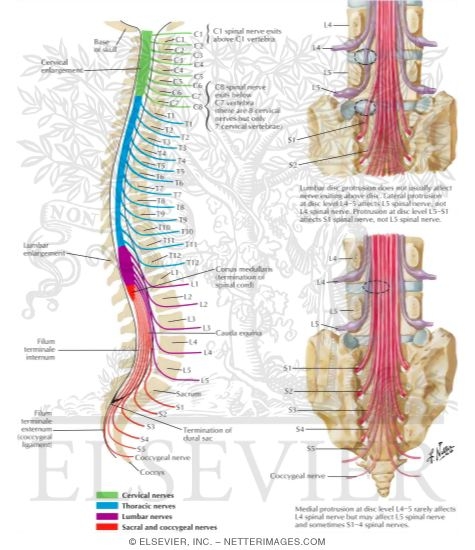 Relation of Spinal Nerve Roots to Vertebrae
The Spine