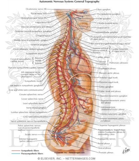 Autonomic Nervous System: General Topography
Schema of Autonomic Nervous System