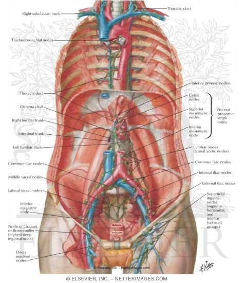 Lymph Drainage of the Abdomen
Lymph Vessels and Nodes of Posterior Abdominal Wall