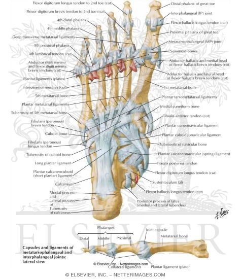 Tendons In The Foot. Ligaments and Tendons of Foot: