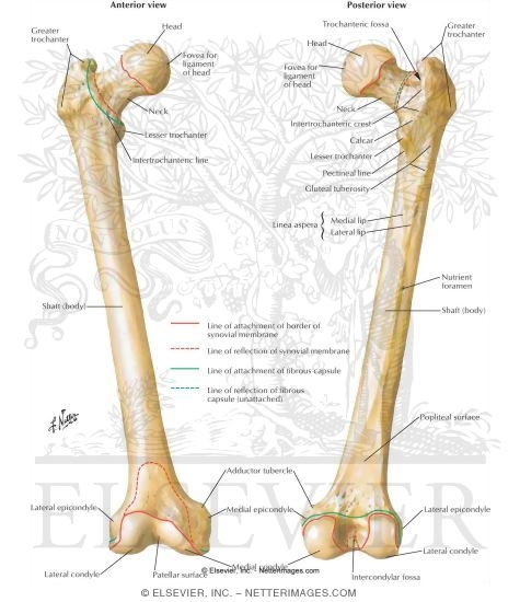 Osteology of the Femur