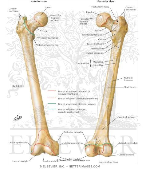 Netter Orthopedic Anatomy Pdf