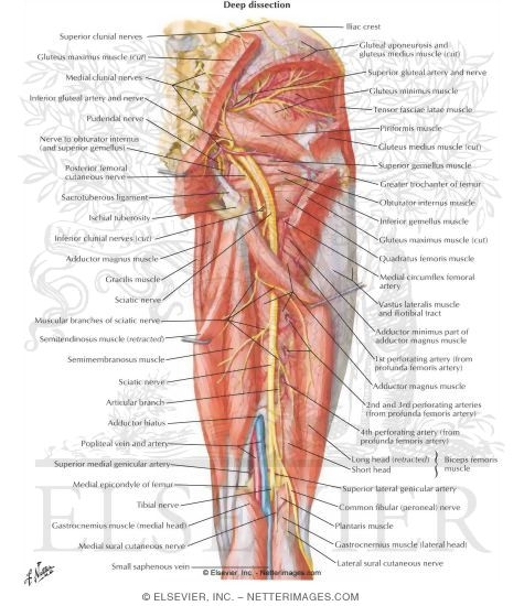 Arteries and Nerves of Thigh: Deep Dissection (posterior view)
Arteries and Nerves of Thigh: Posterior View