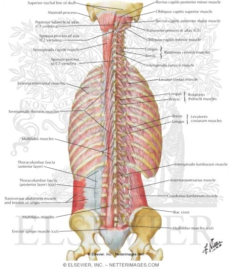 Muscles of Back: Deep Layers
Transversospinal, Interspinal, Intertransverse, and Suboccipital Muscles
Deep Muscles: Posterior Neck and Back