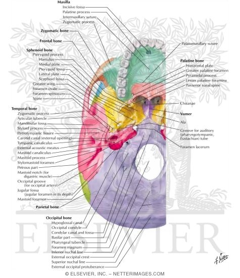 External Aspect of Base of Skull