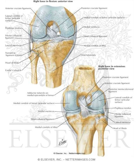 Cruciate and Collateral Ligaments of Right Knee Joint Knee: Cruciate