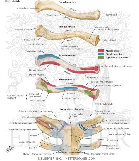 Clavicle and Sternoclavicular Joint 
Right Clavicle and Sternoclavicular Joint