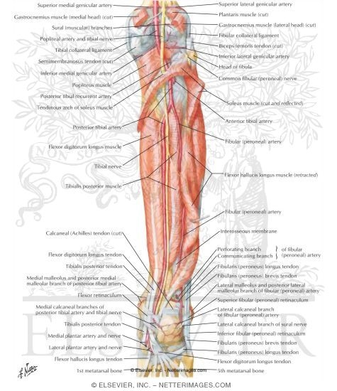 muscles of leg. Muscles of Leg (Deep
