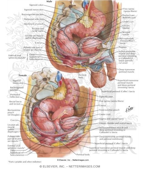 Rectum and Anal Canal - Topography, Course, and Relations
Rectum In Situ: Female and Male
