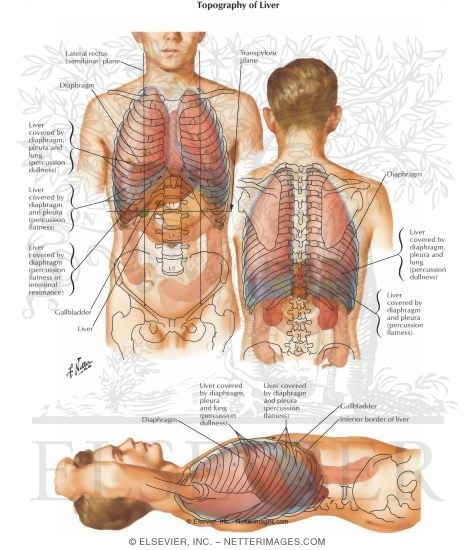 Location of the Normal Liver: Topography