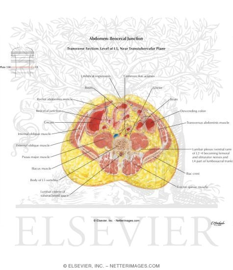Abdomen: Ileocecal Junction