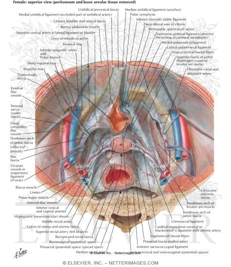 Endopelvic Fascia and Potential Spaces
Pelvic Fascia and Perineopelvic Spaces
Peritoneum