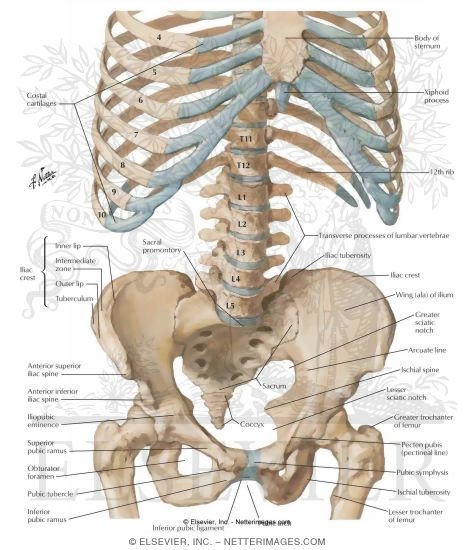 Bony Framework of Abdomen
Bony Framework of Abdominopelvic Cavity
Landmarks and Other Structures