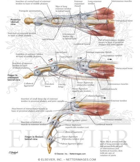 tendons in hand. +tendons+of+the+hand