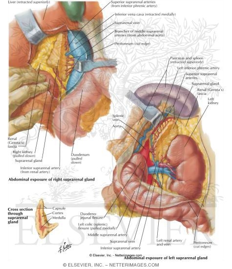 Suprarenal Artery