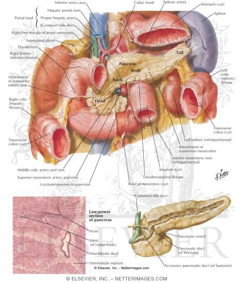 Pancreas In Situ