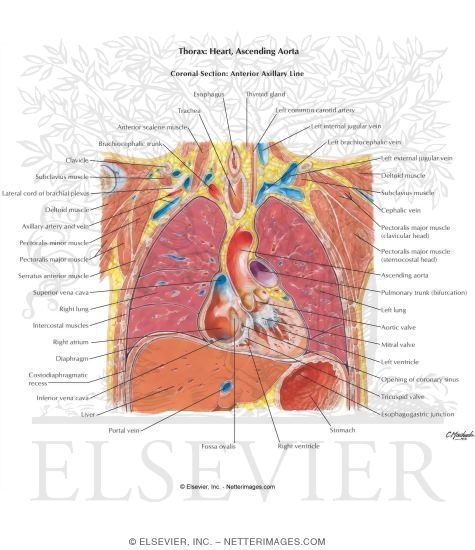 Thorax: Heart, Ascending Aorta