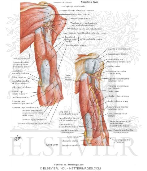  Muscles of Arm: Posterior View 