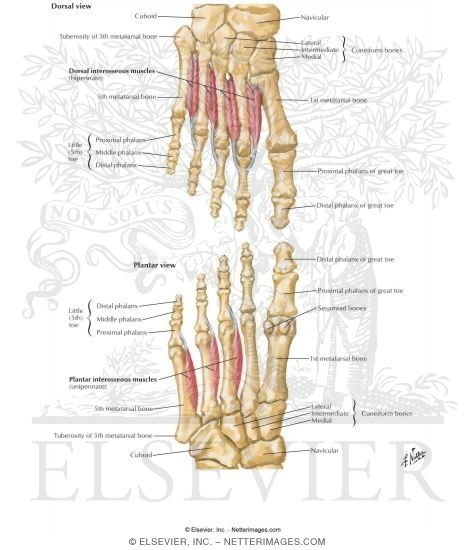 Interosseous Muscles of Foot