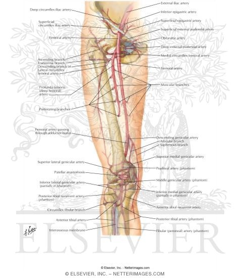 Arteries of Thigh and Knee: Schema