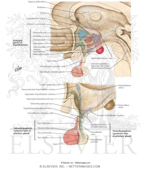 Hypothalamus and Hypophysis Hypothalamus And Thalamus. Hypothalamus and Hypophysis