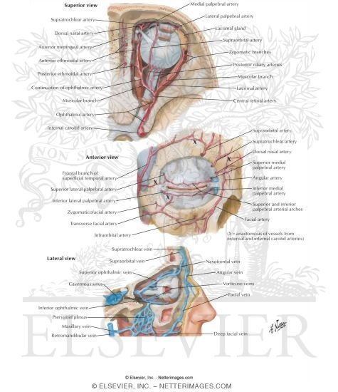 Arteries and Veins of Orbit and Eyelids