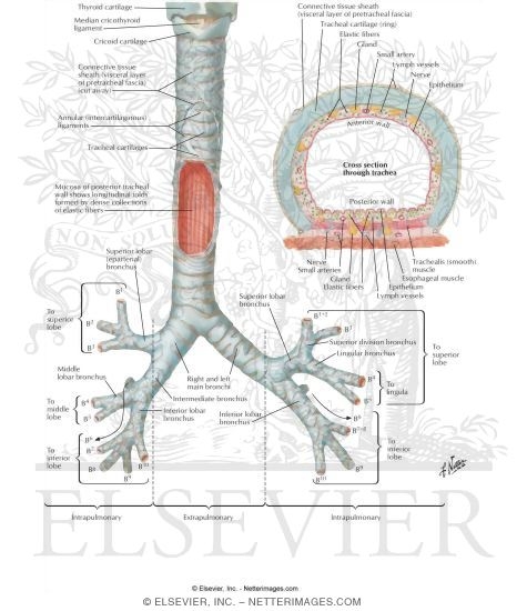Bronchi Anatomy