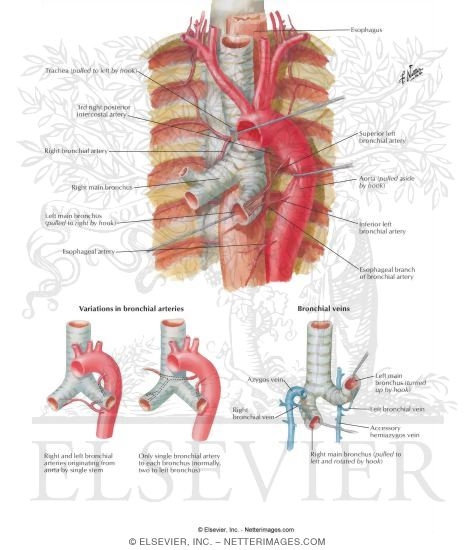 Bronchial Arteries and Veins