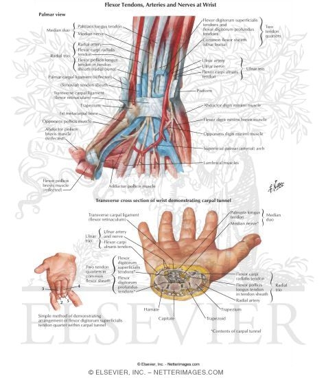 Arrangement of Tendons, Vessels, and Nerves at the Wrist
Flexor Tendons, Arteries and Nerves at Wrist