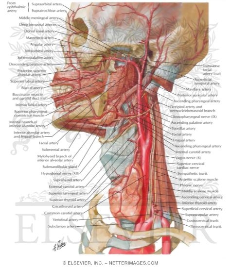 Arteries of Oral and Pharyngeal Regions
Arterial Supply of the Mouth and Pharynx
Blood Supply of the Mouth and Pharynx
Muscles of Pharynx: Lateral View