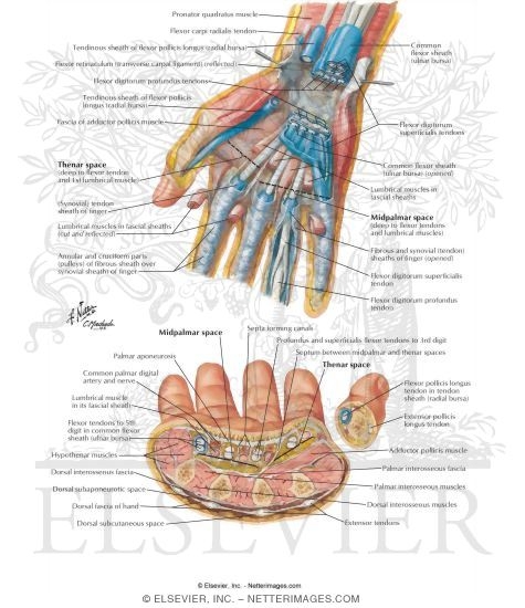 Spaces, Bursae, and Tendon and Lumbrical Sheaths of Hand
Bursae, Spaces and Tendon Sheaths of Hand