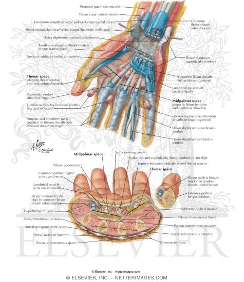 Bursae, Spaces and Tendon Sheaths of Hand