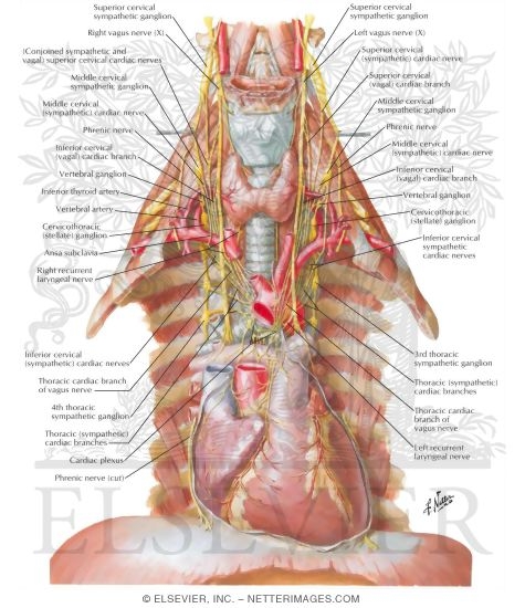 Nerves of Heart