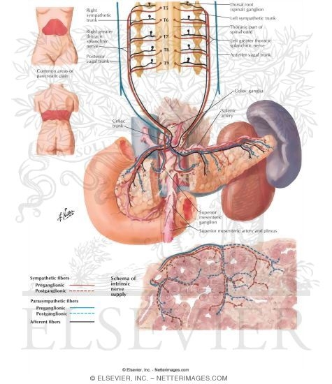 Innervation of Pancreas: Schema