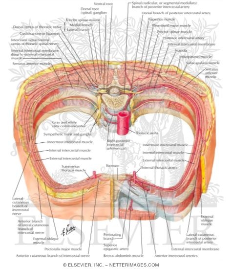 Intercostal Nerves and Arteries