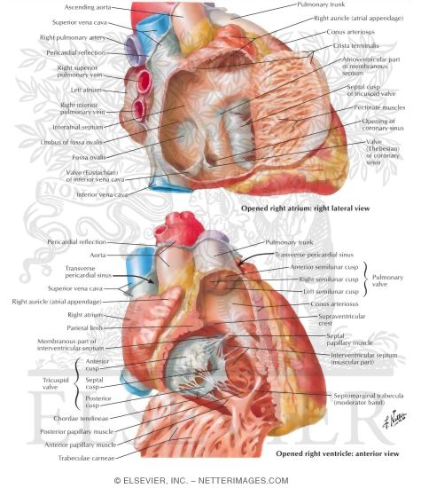 Right Atrium and Right Ventricle