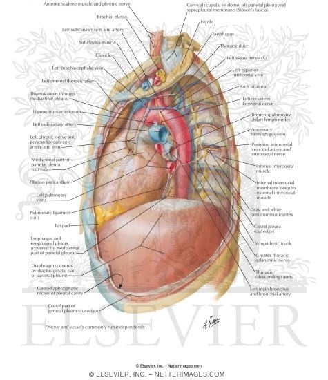 Mediastinum: Left Lateral View