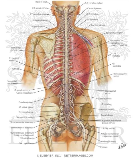 Spinal Cord and Ventral Rami In Situ