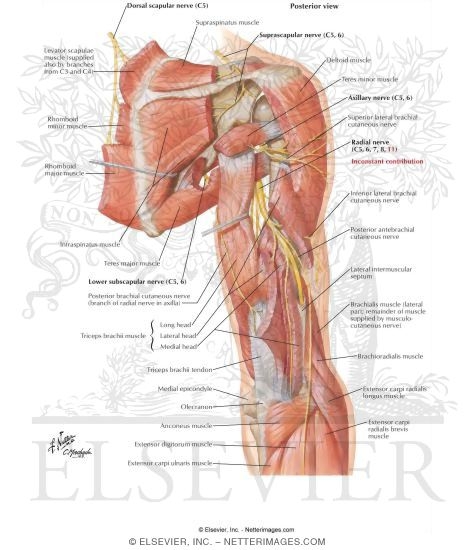 Scapular, Axillary and Radial Nerves