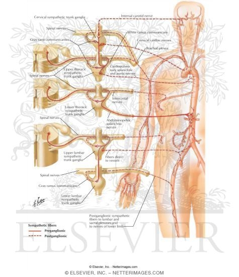 Innervation of Blood Vessels: Schema